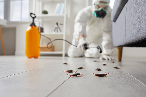 Post-Treatment Bed Bug Interceptor Monitoring in Newton